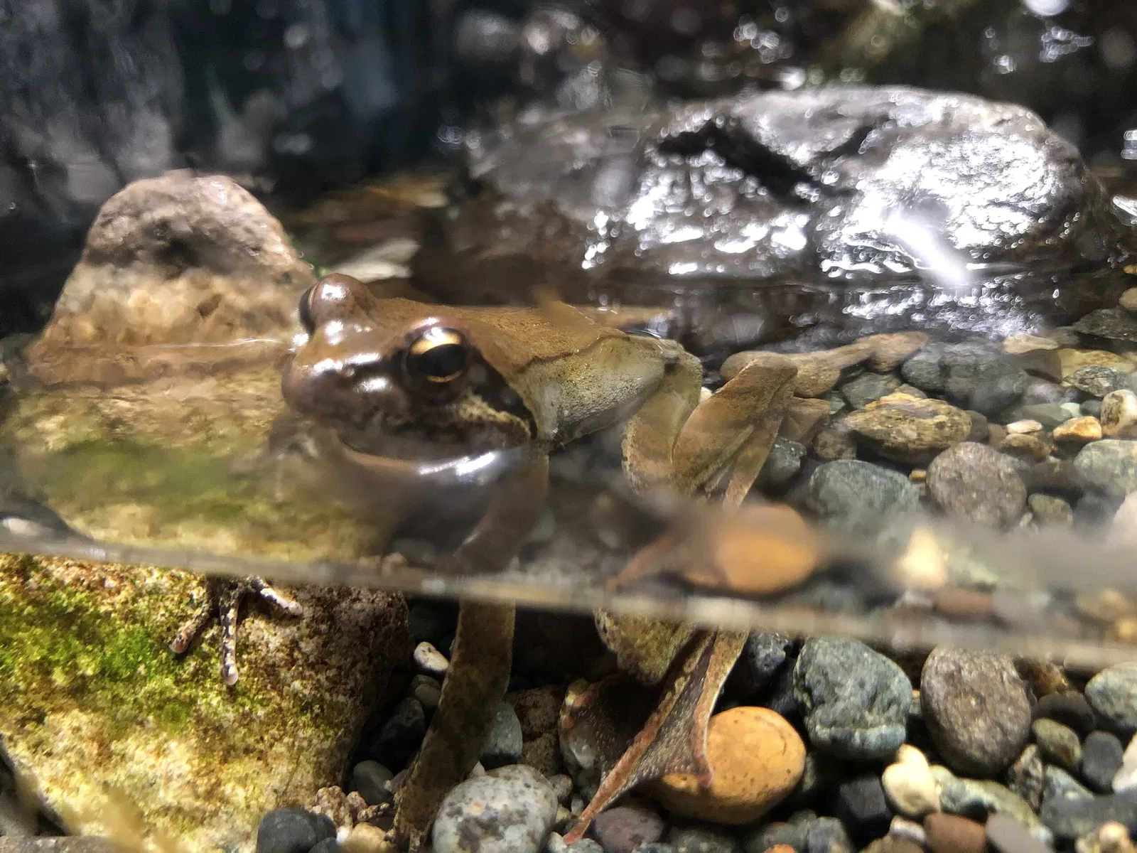 Yamanashi Prefectural Fuji-yuusui-no-sato & Mori-no-naka Aquarium