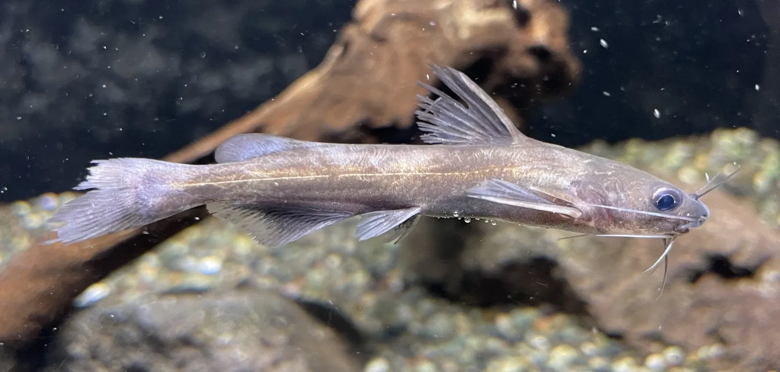 Yamanashi Prefectural Fuji-yuusui-no-sato & Mori-no-naka Aquarium