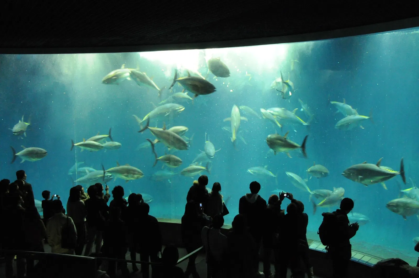 Tokyo Sea Life Park