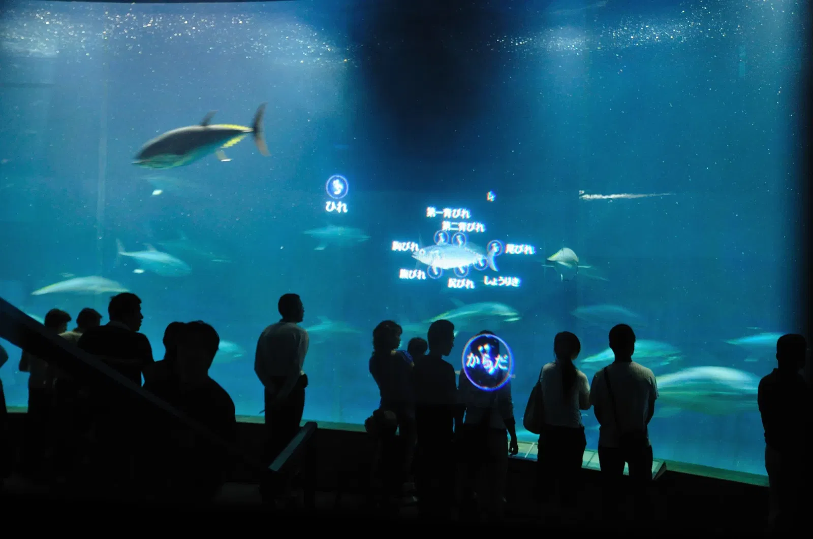 Tokyo Sea Life Park