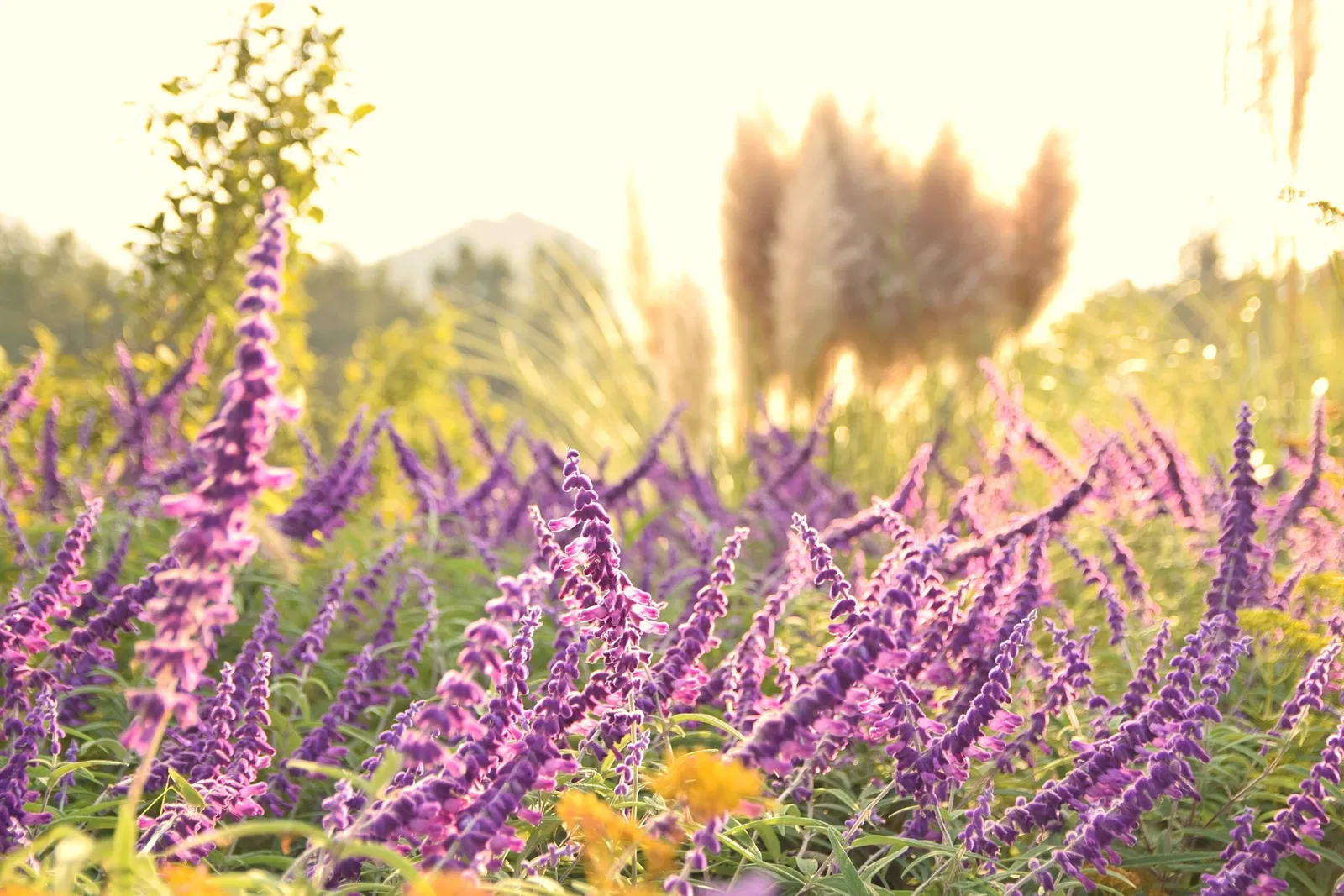 Tottori Hanakairo Flower Park