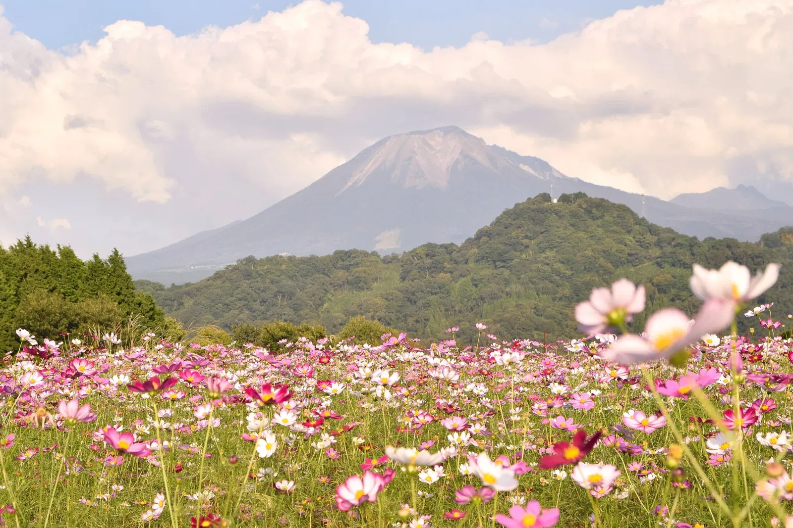 Tottori Hanakairo Flower Park