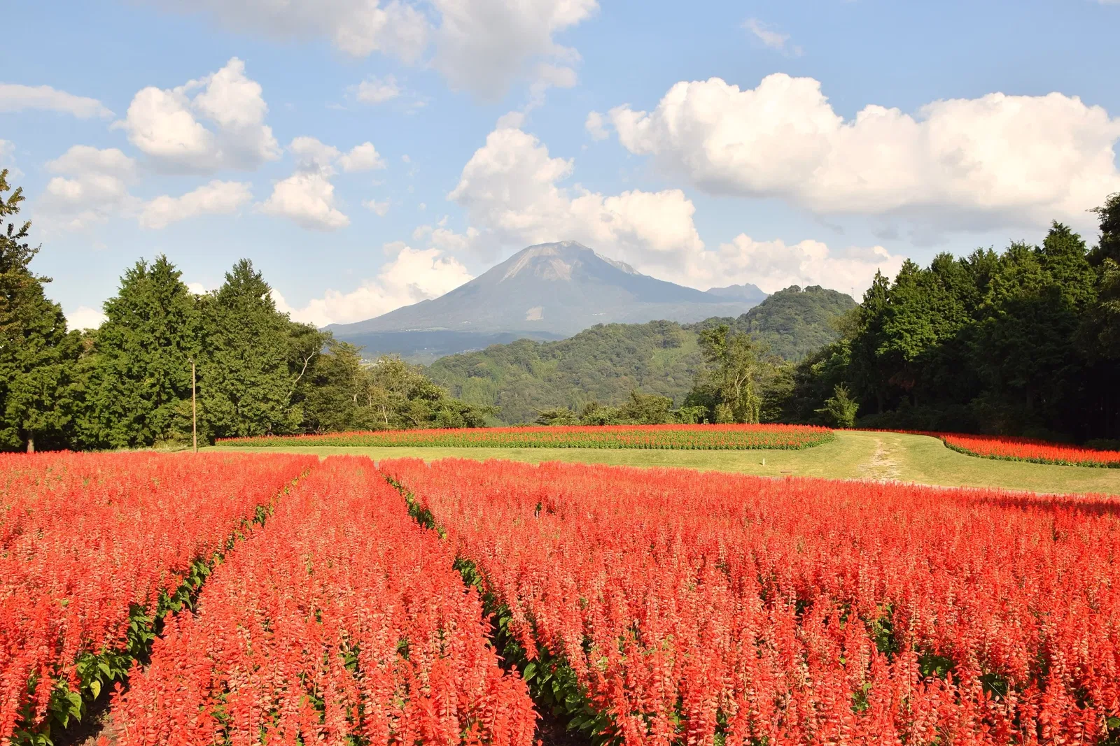 Tottori Hanakairo Flower Park