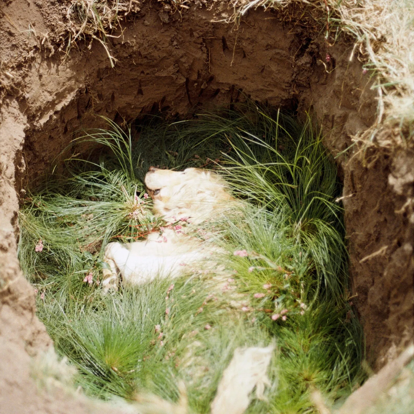 Mientras tanto: Noah Agemo, Amanda Gylling, Andy Allen-Olivar y Ailin Mirlashari