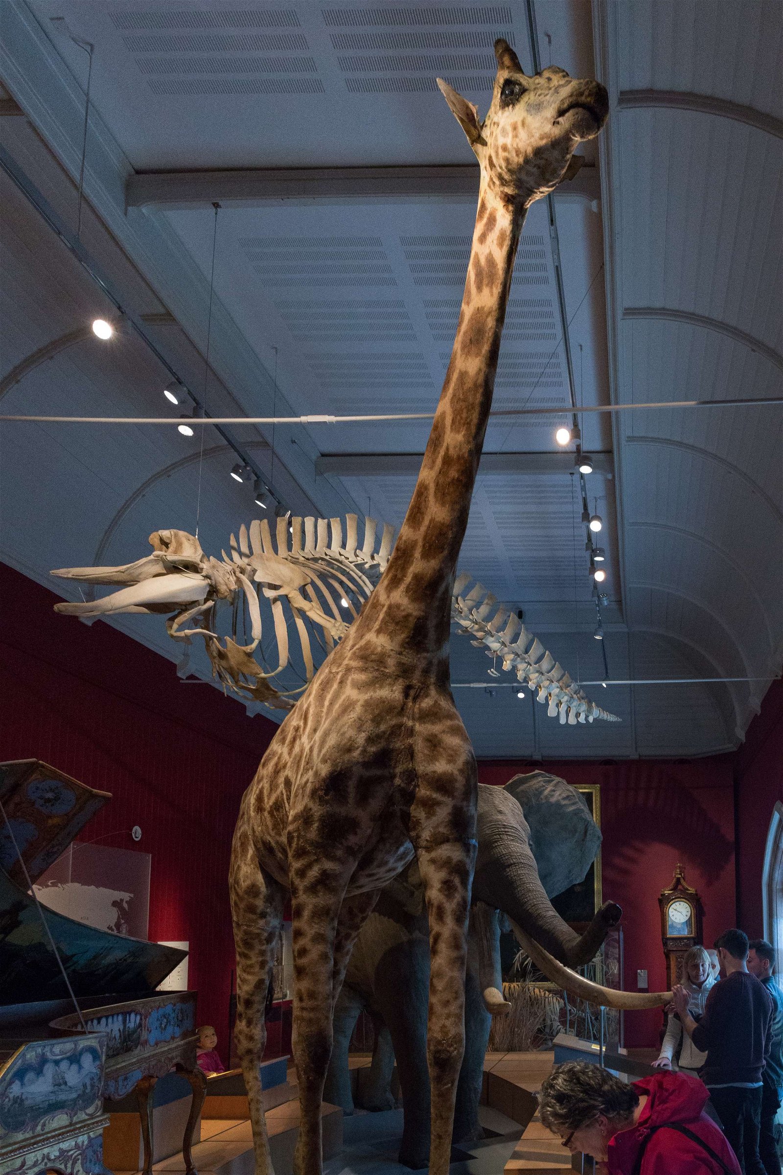 Royal Albert Memorial Museum and Art Gallery