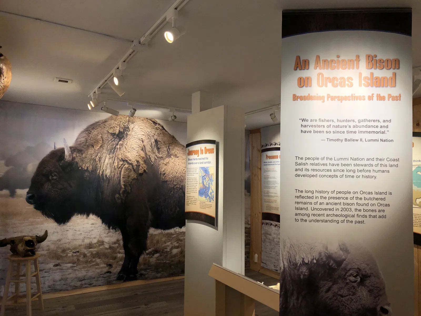 Ancient Orcas Island Bison