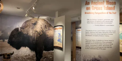 Ancient Orcas Island Bison