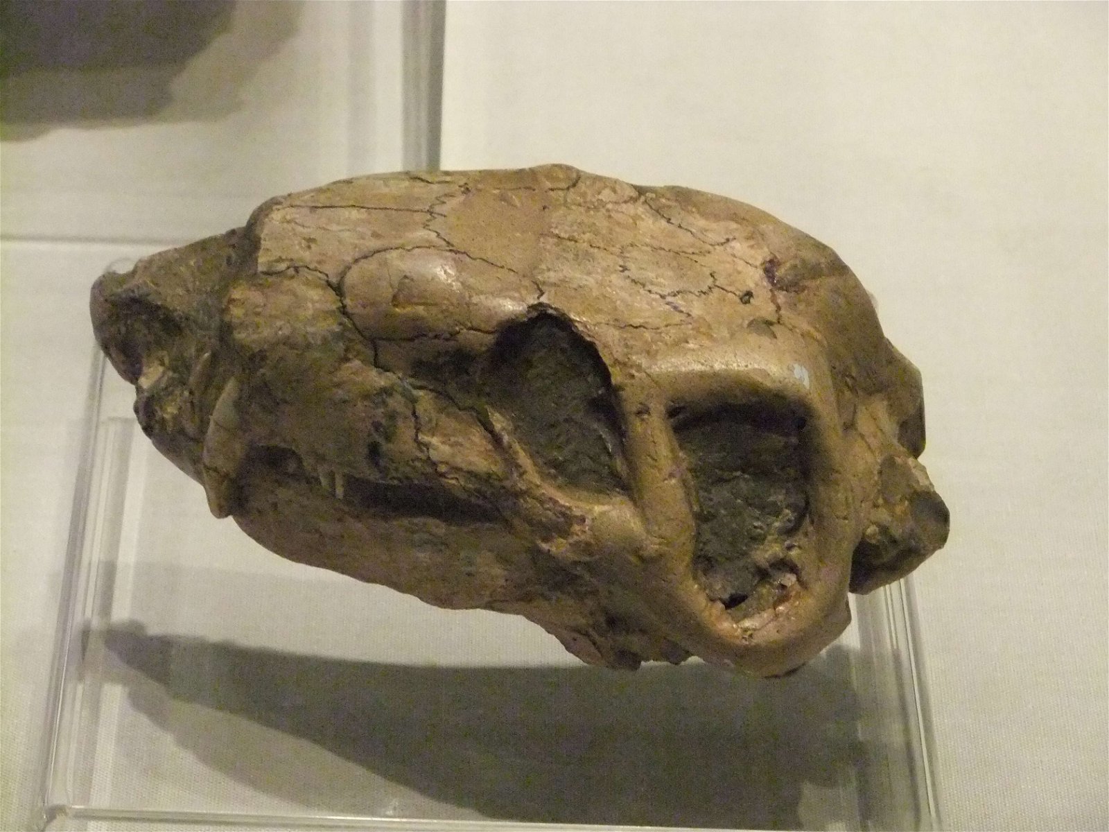 Wrexham County Borough Museum and Archives