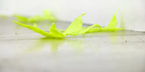 Jungwoon Kim - LEAVES