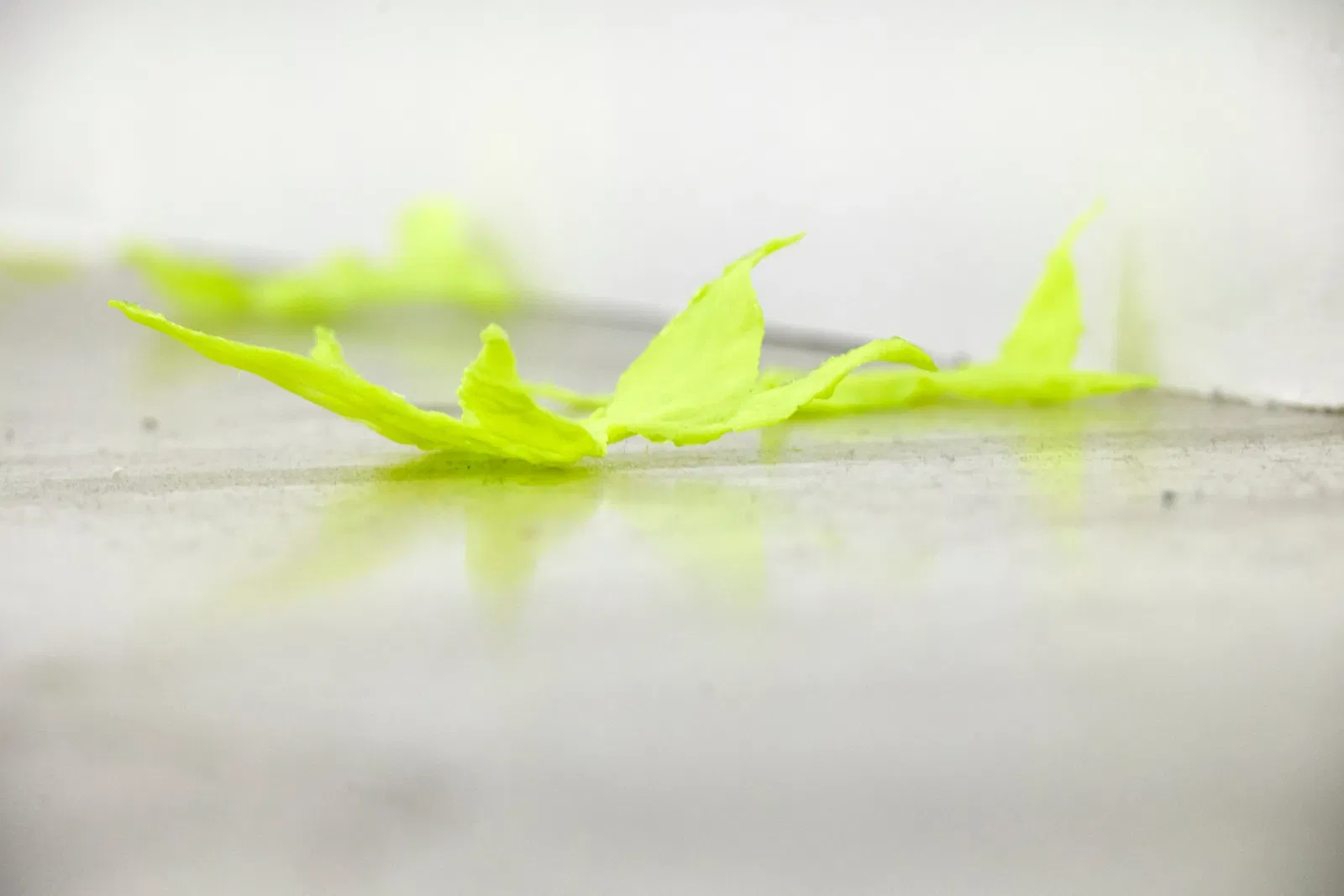 Jungwoon Kim  - LEAVES