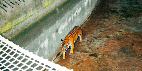 Nikita Teryoshin: Cadena perpetua