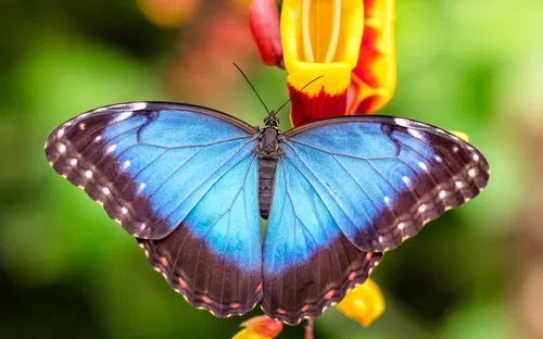 Vlindertuin Vlindorado