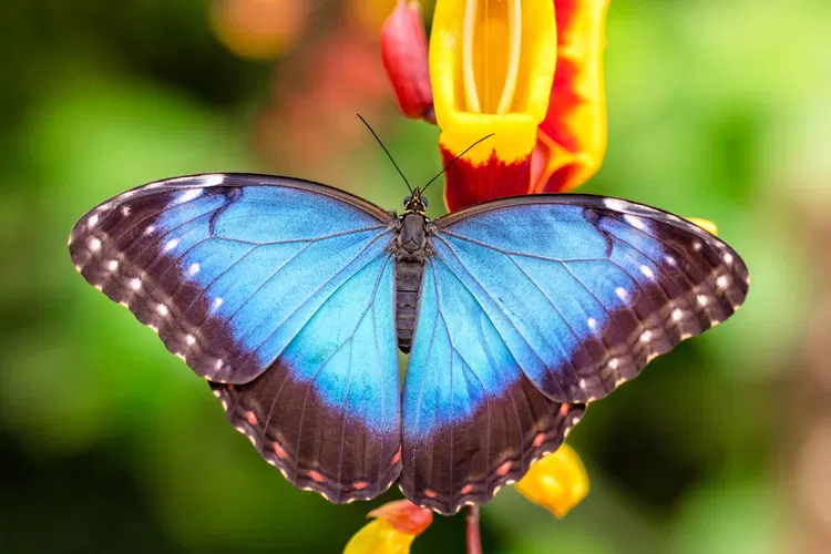 Vlindertuin Vlindorado