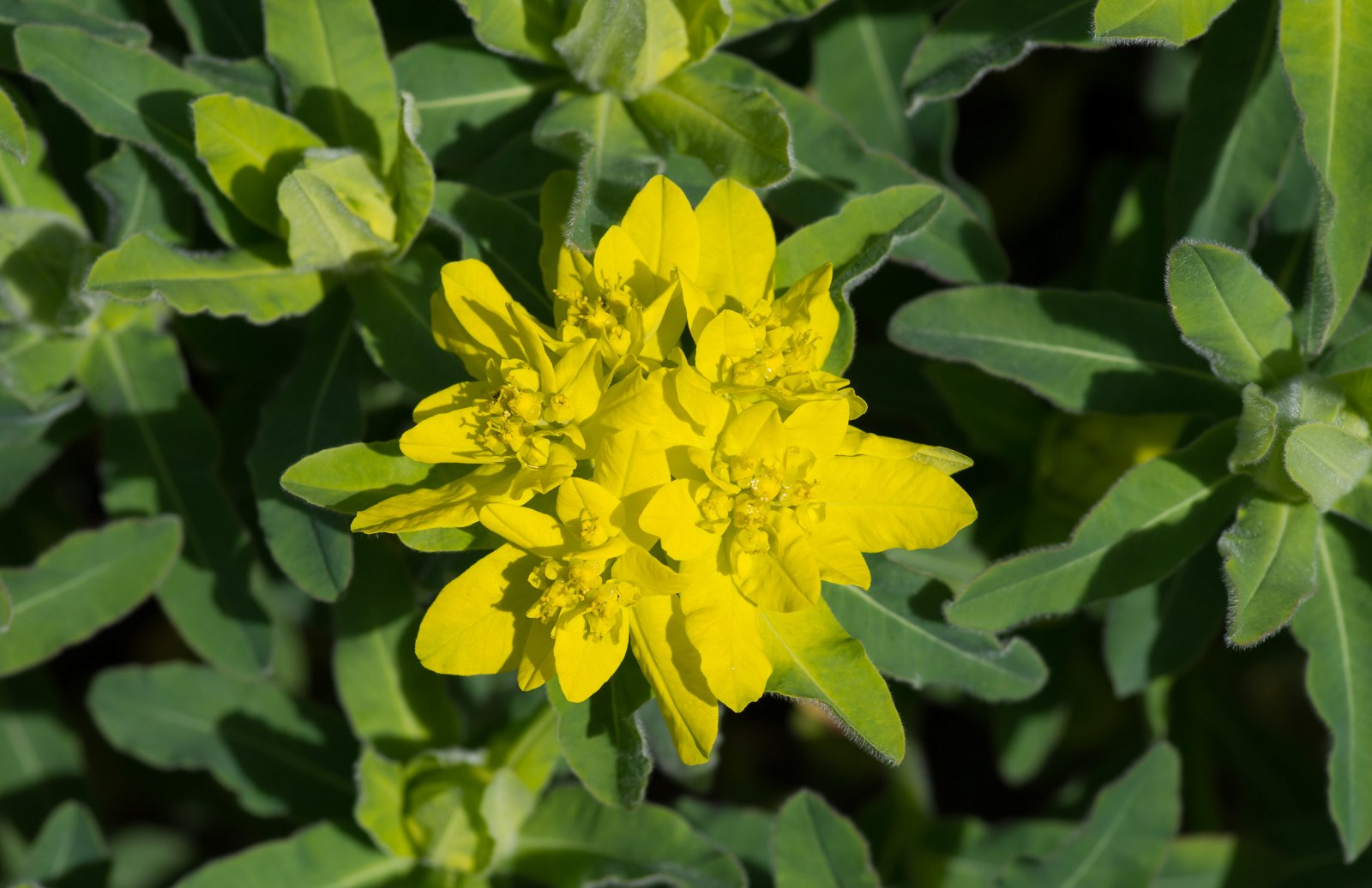 Royal Botanic Gardens, Kew