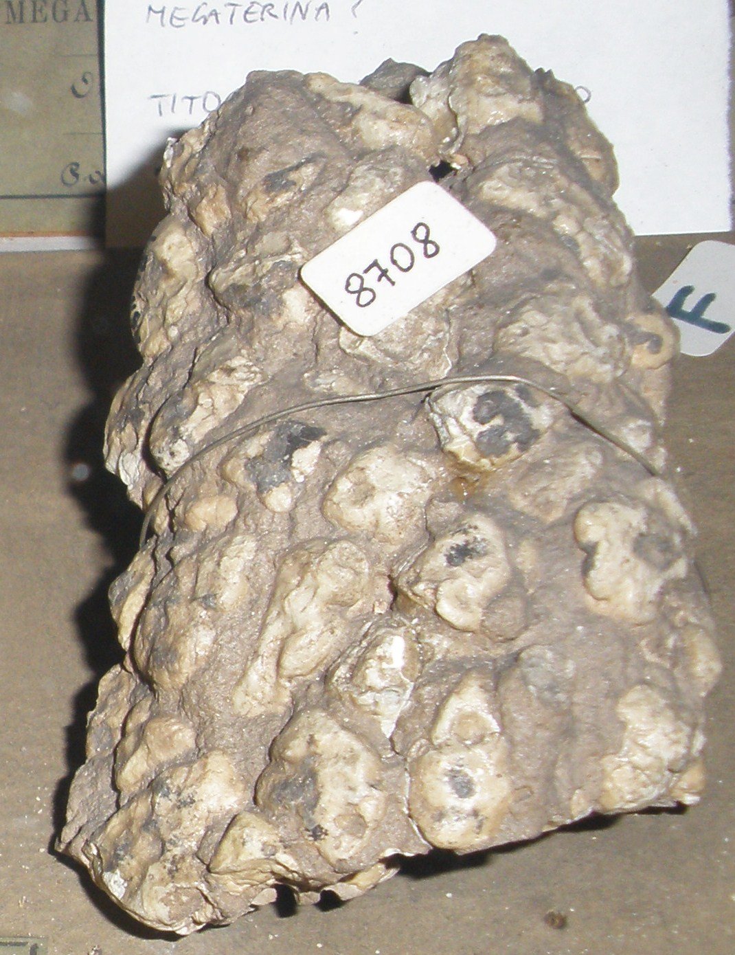 Museo Geologico Giovanni Capellini