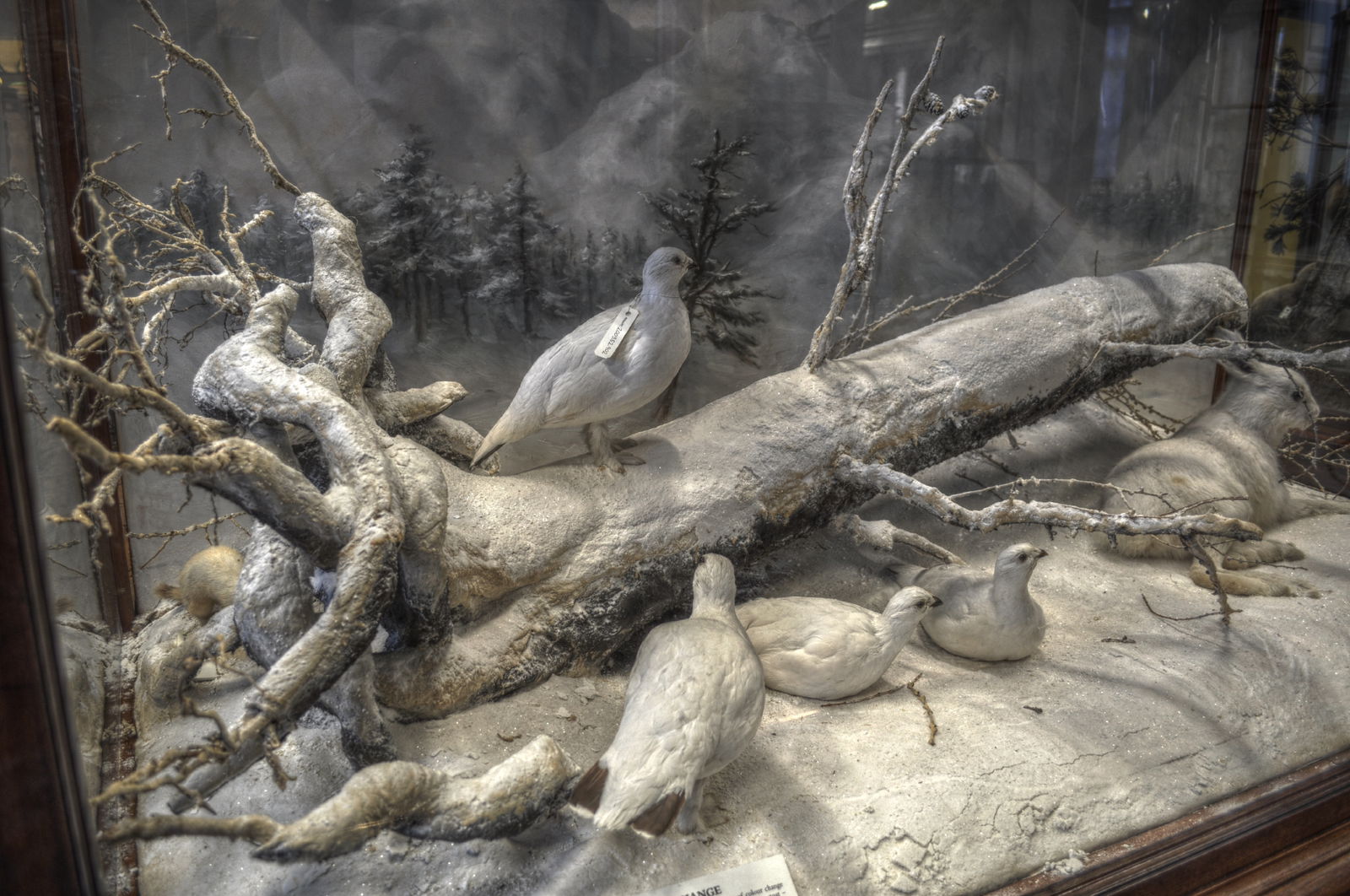 National Museum of Ireland, Merrion Street