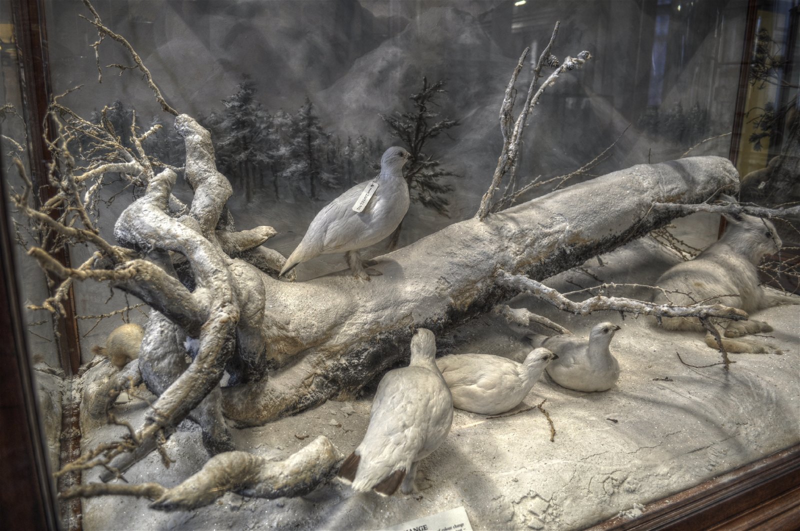 National Museum of Ireland - Natural History