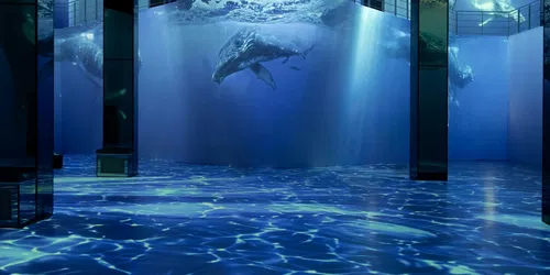 Ocean Wonders: An Immersive Dive