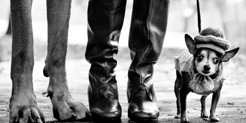 Elliott Erwitt : à travers le regard ludique d'Elliott Erwitt