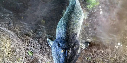 Life onto Land: The Devonian