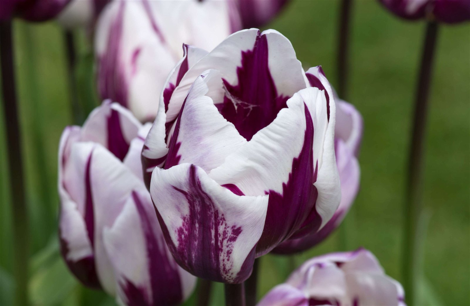 Stewart's Burnby Hall Gardens and Museum