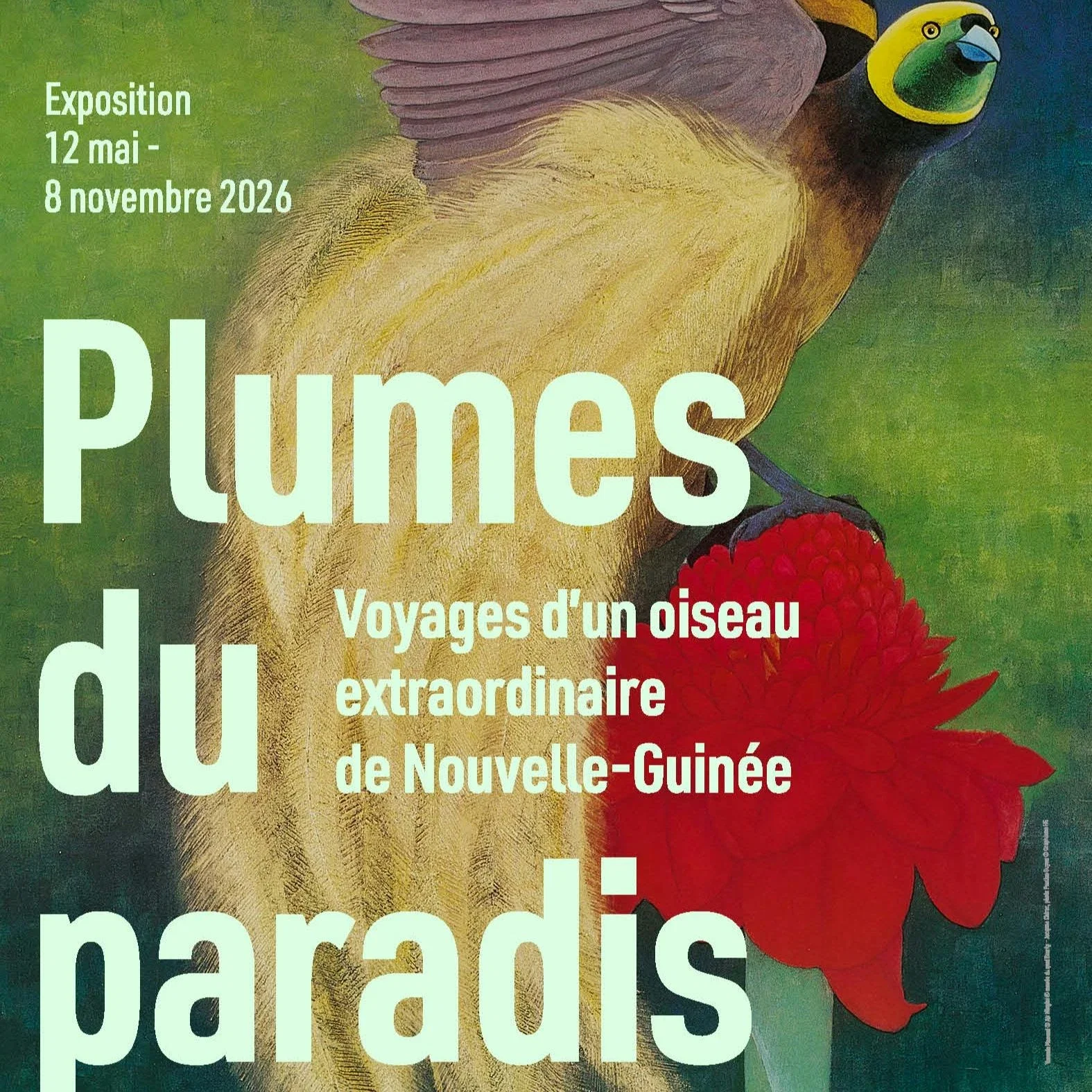 Plumas del Paraíso