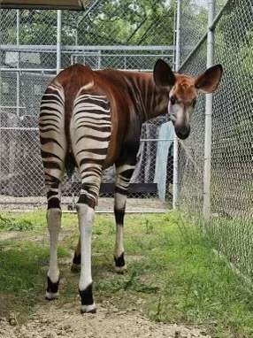 Sunset Zoo