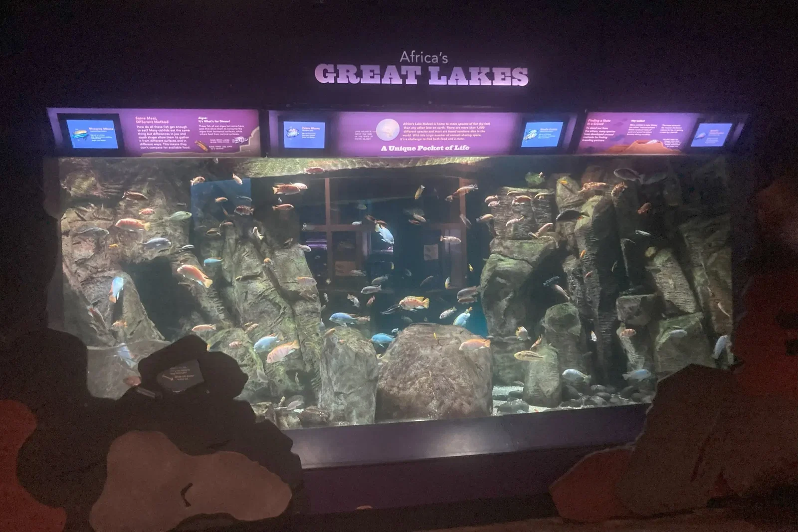 Aquarium de New York • Aspi* Korner