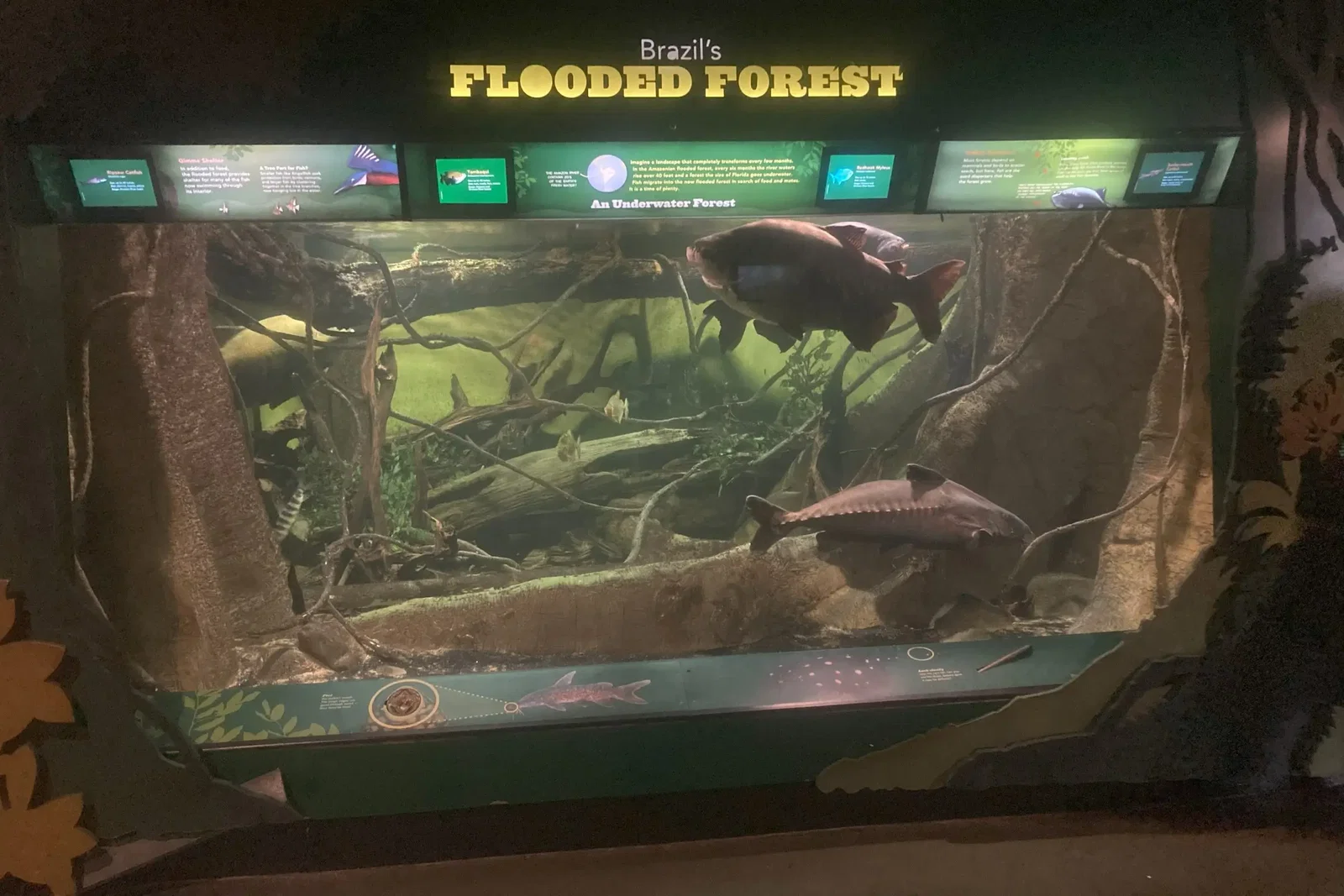 Aquarium de New York • Aspi* Korner