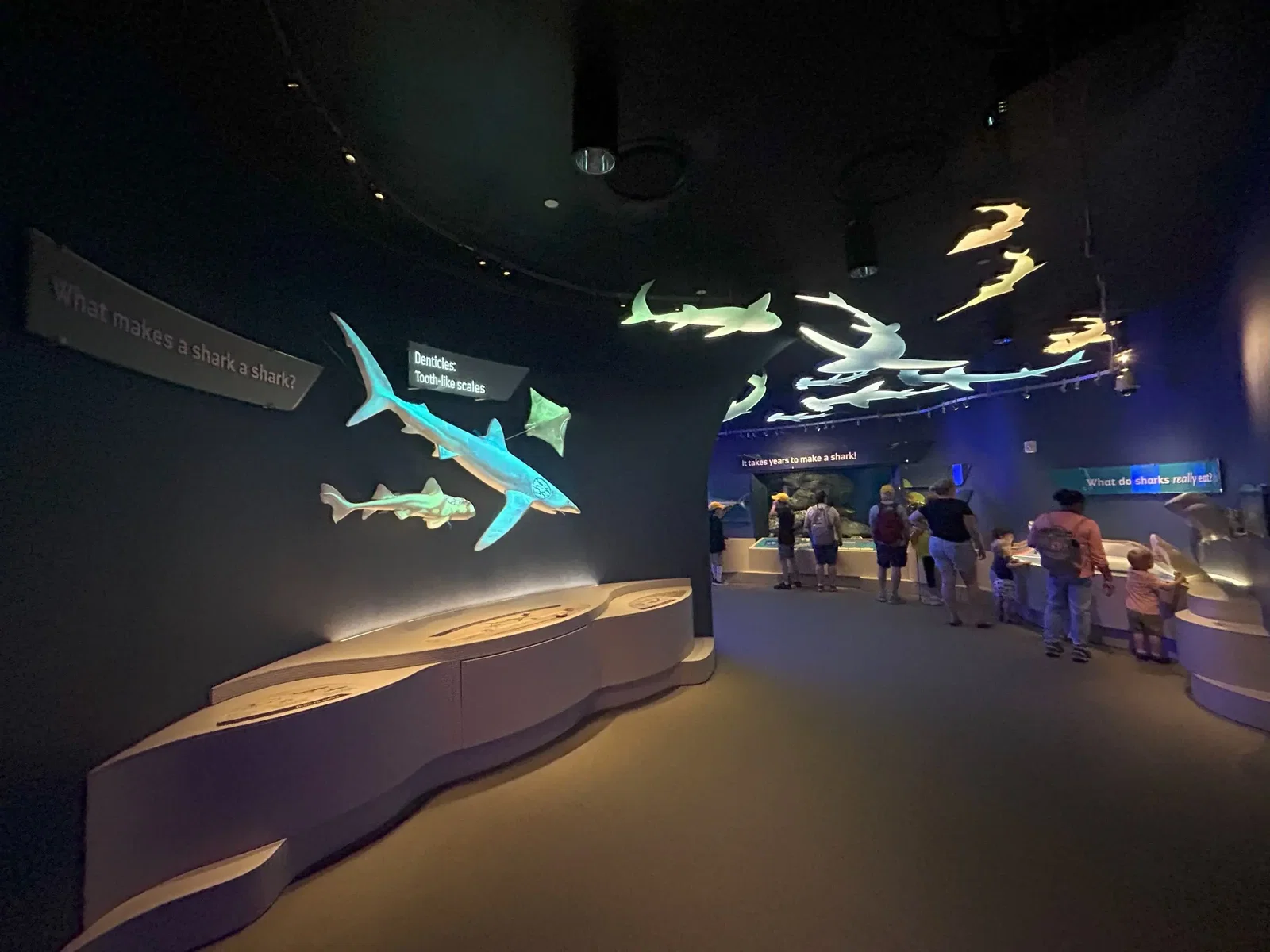 Acuario de Nueva York • Aspi* Korner