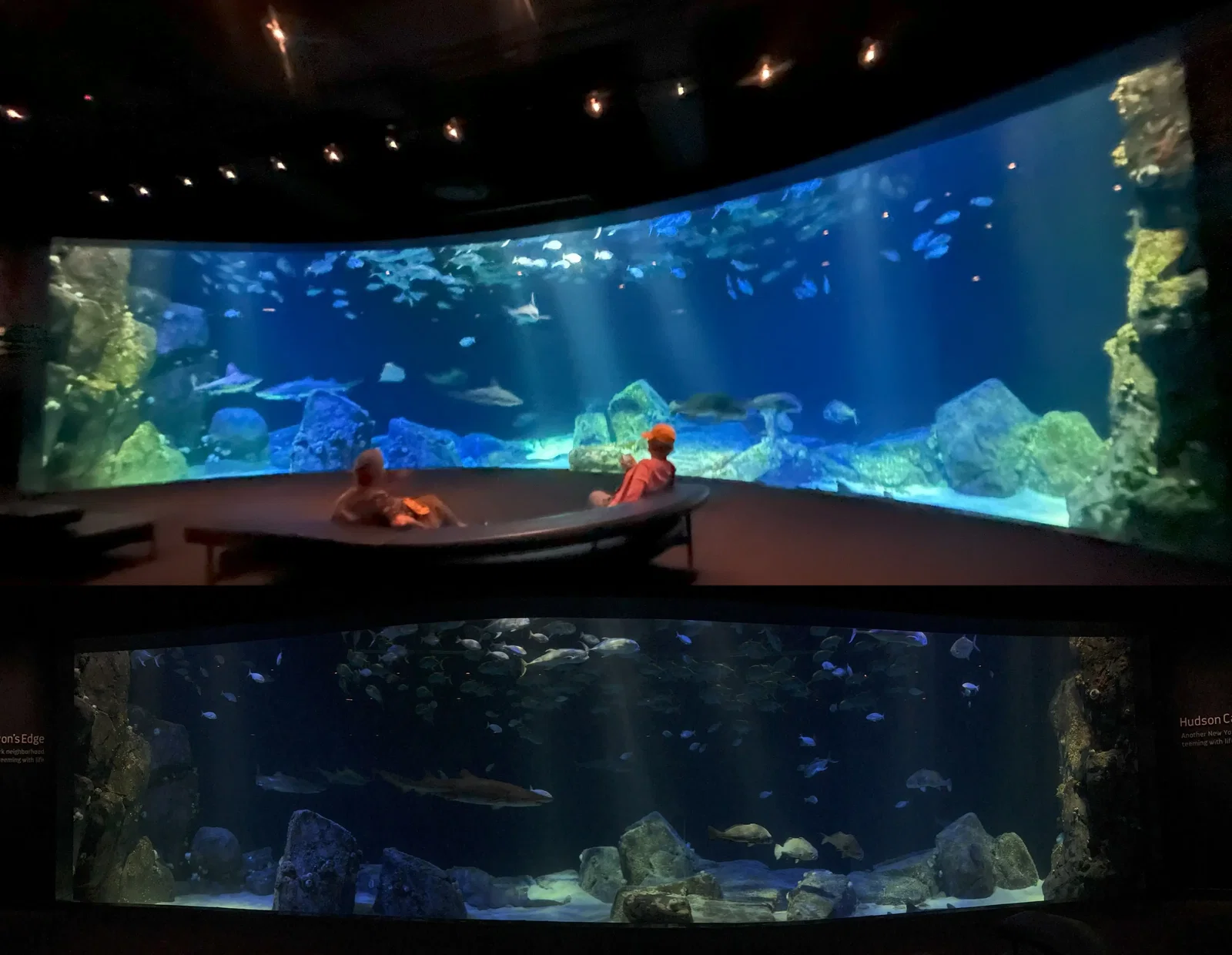 Aquarium de New York • Aspi* Korner