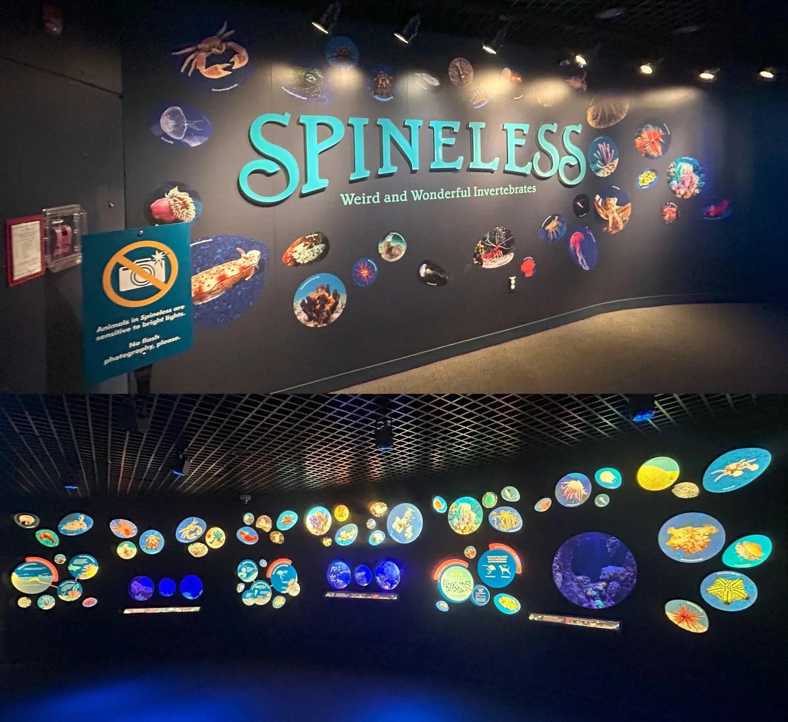 Aquarium de New York • Aspi* Korner