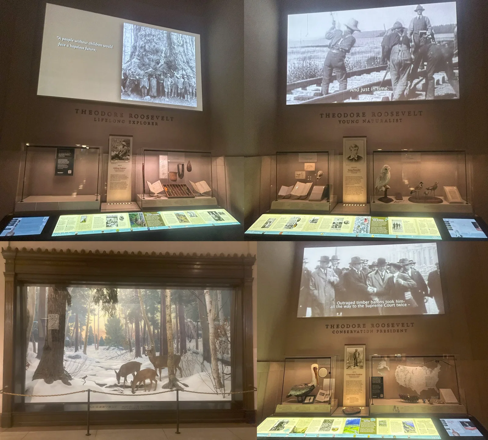 Musée américain d'histoire naturelle • Aspi* Korner