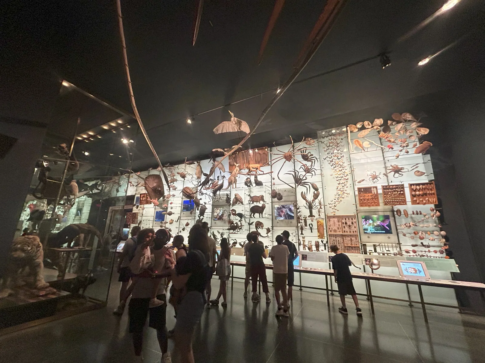 Museo Americano de Historia Natural • Aspi* Korner