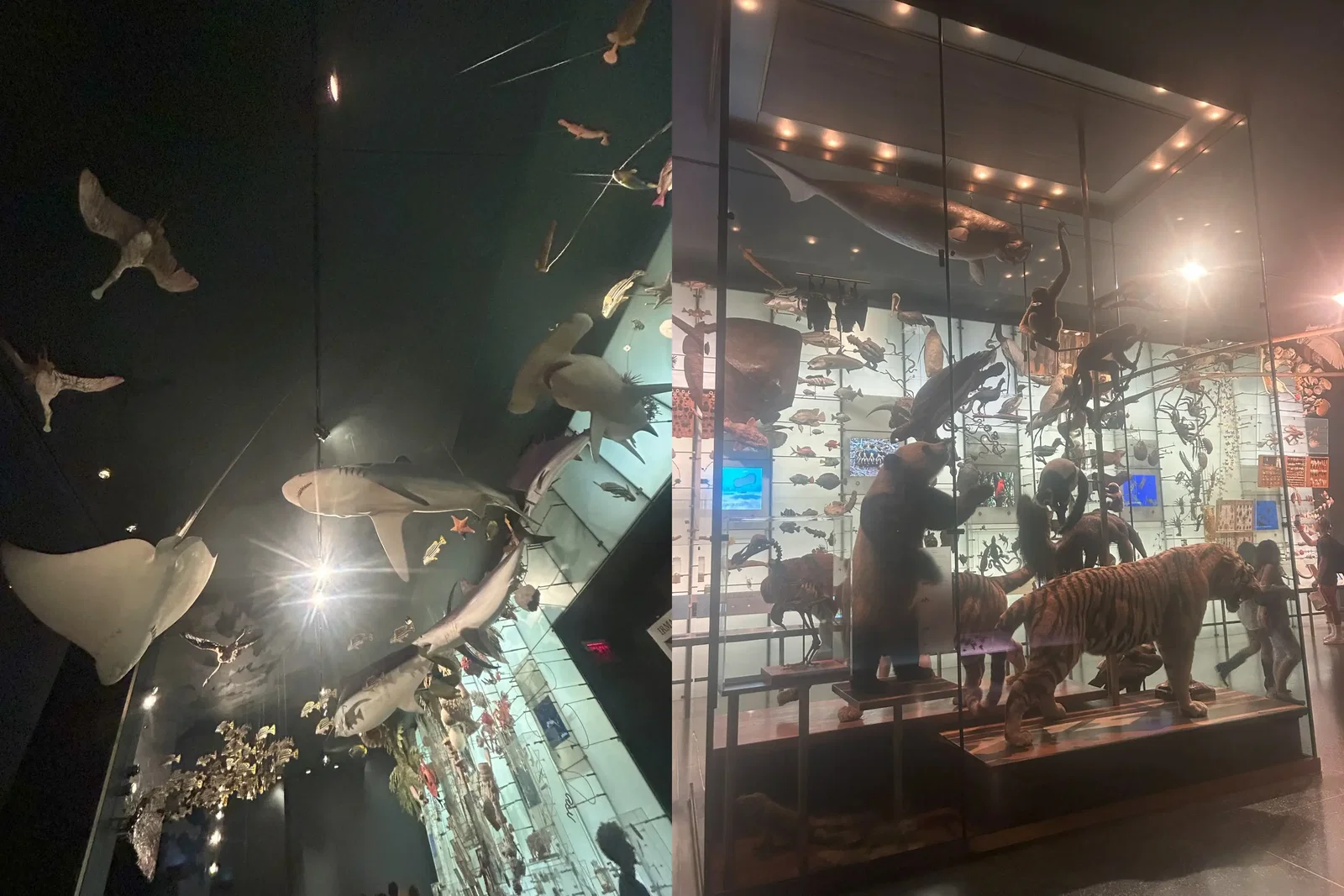 Museo Americano de Historia Natural • Aspi* Korner