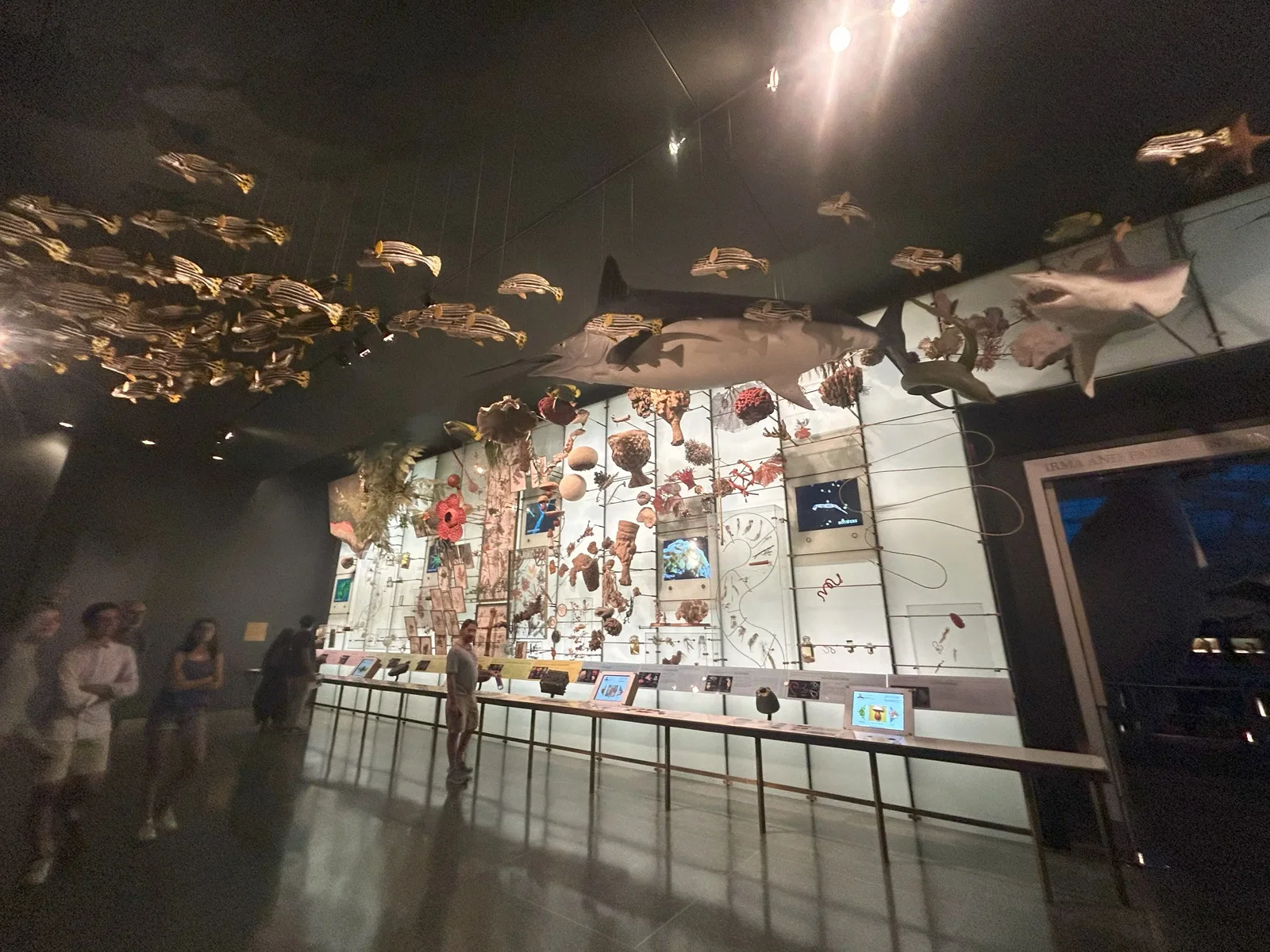 Musée américain d'histoire naturelle • Aspi* Korner