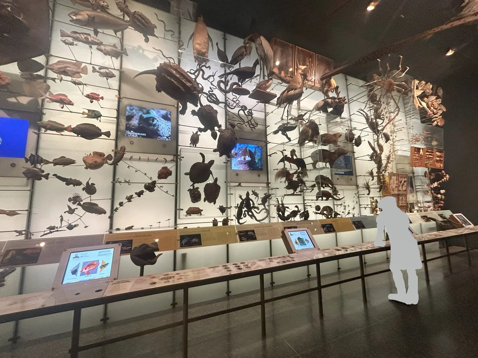 Museo Americano de Historia Natural • Aspi* Korner