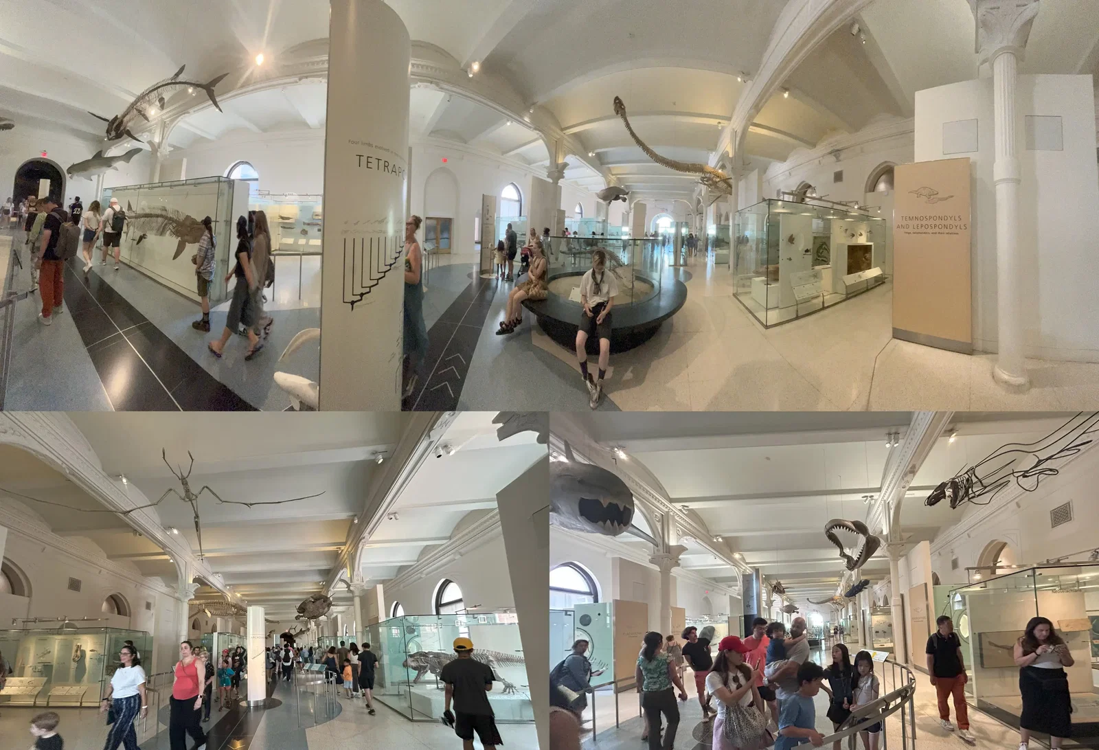 Musée américain d'histoire naturelle • Aspi* Korner