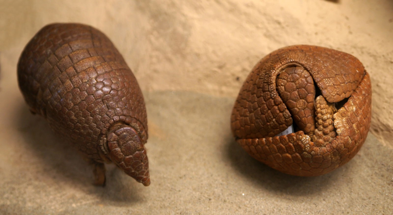 Naturhistorisches Museum