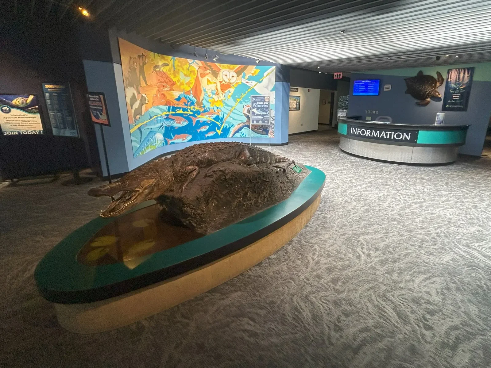 North Carolina Aquarium At Pine Knoll Shores • Aspi* Korner