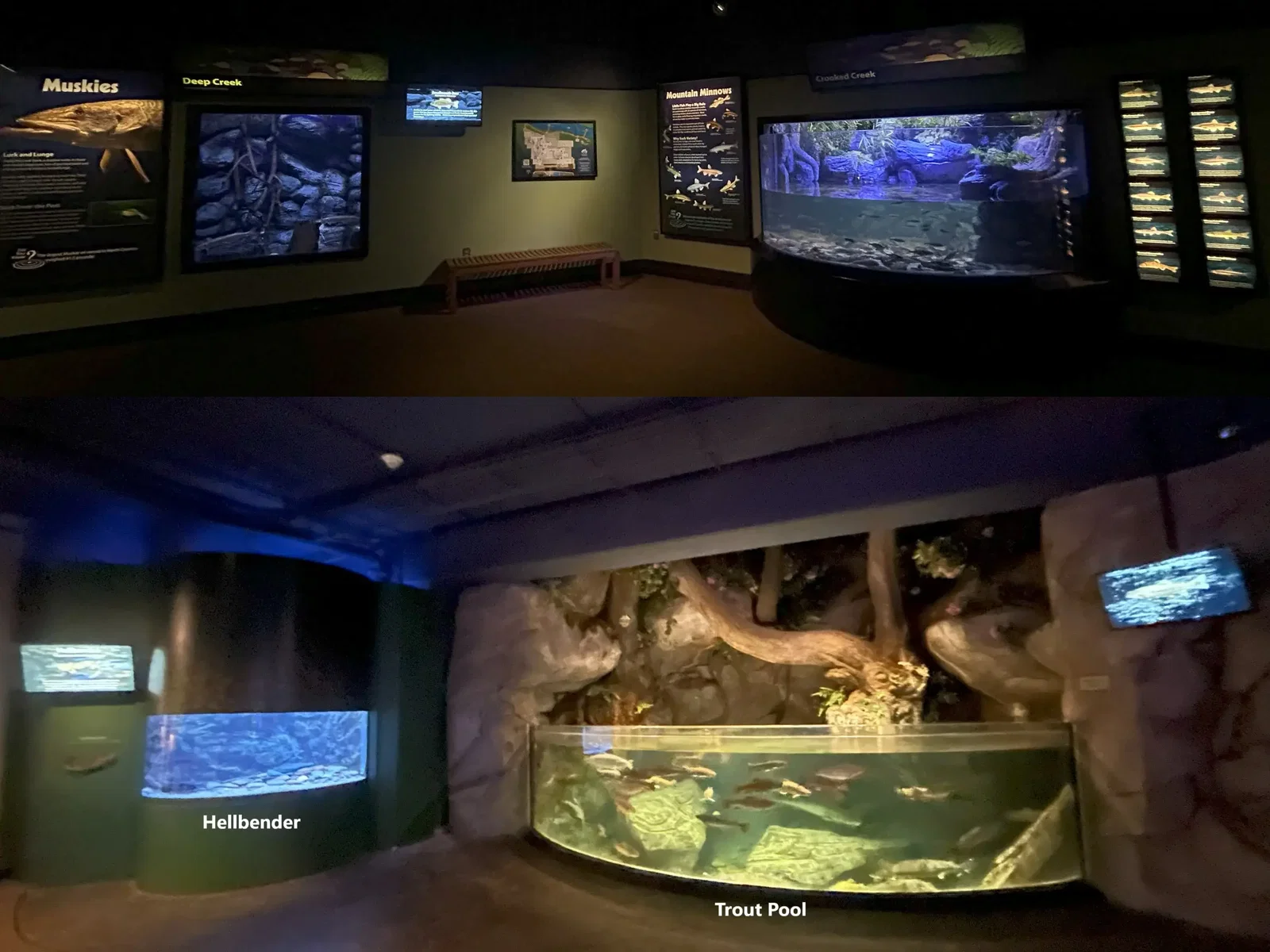 North Carolina Aquarium At Pine Knoll Shores • Aspi* Korner