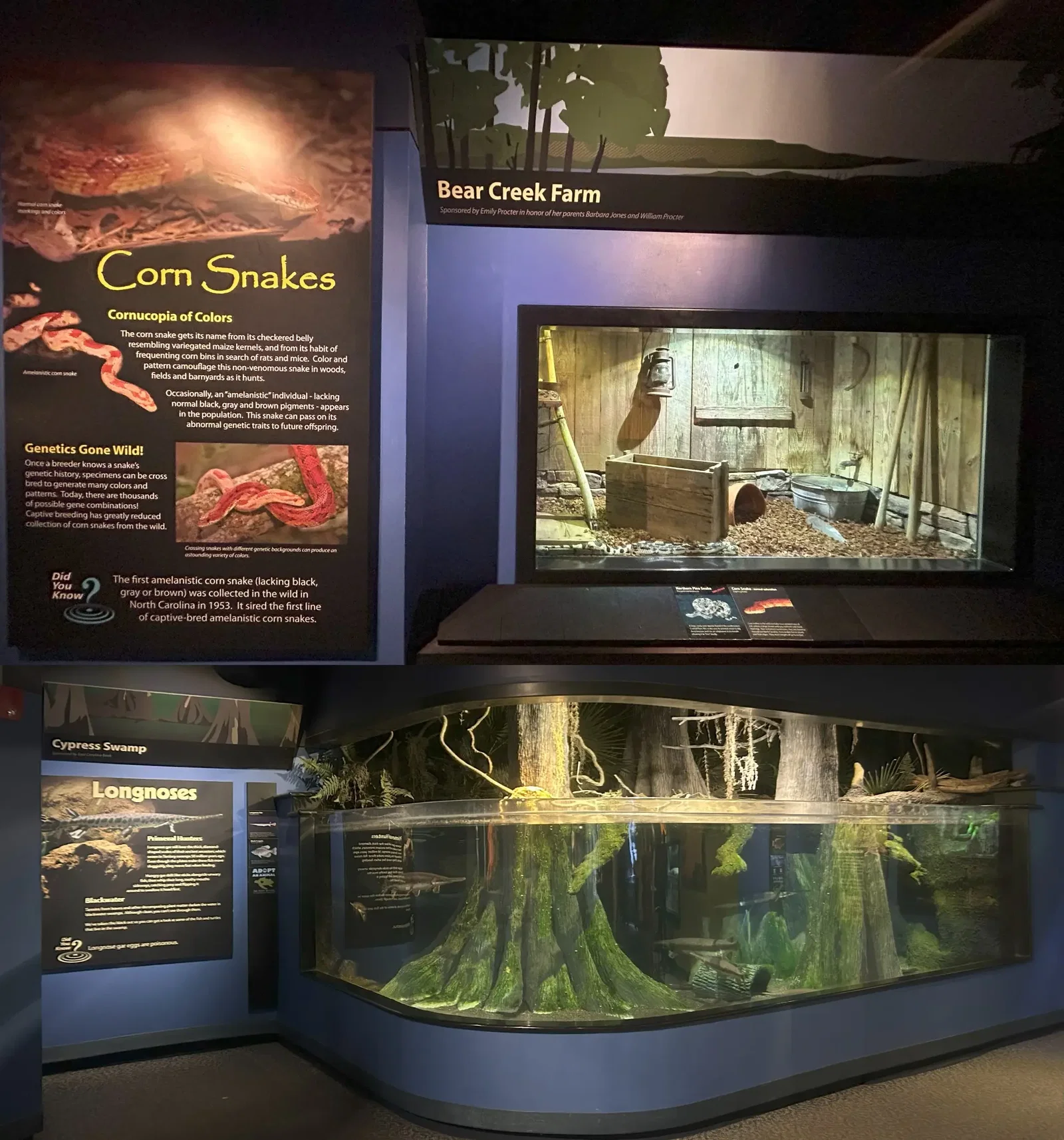 North Carolina Aquarium At Pine Knoll Shores • Aspi* Korner