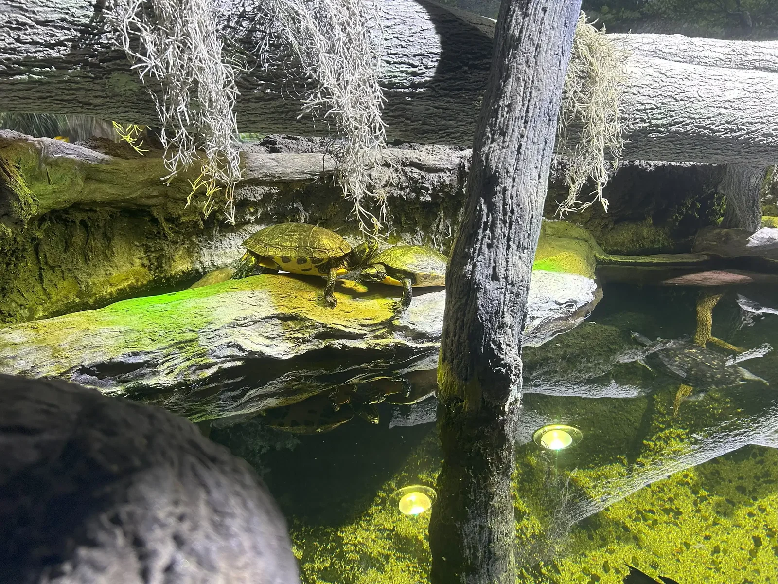 North Carolina Aquarium At Pine Knoll Shores • Aspi* Korner