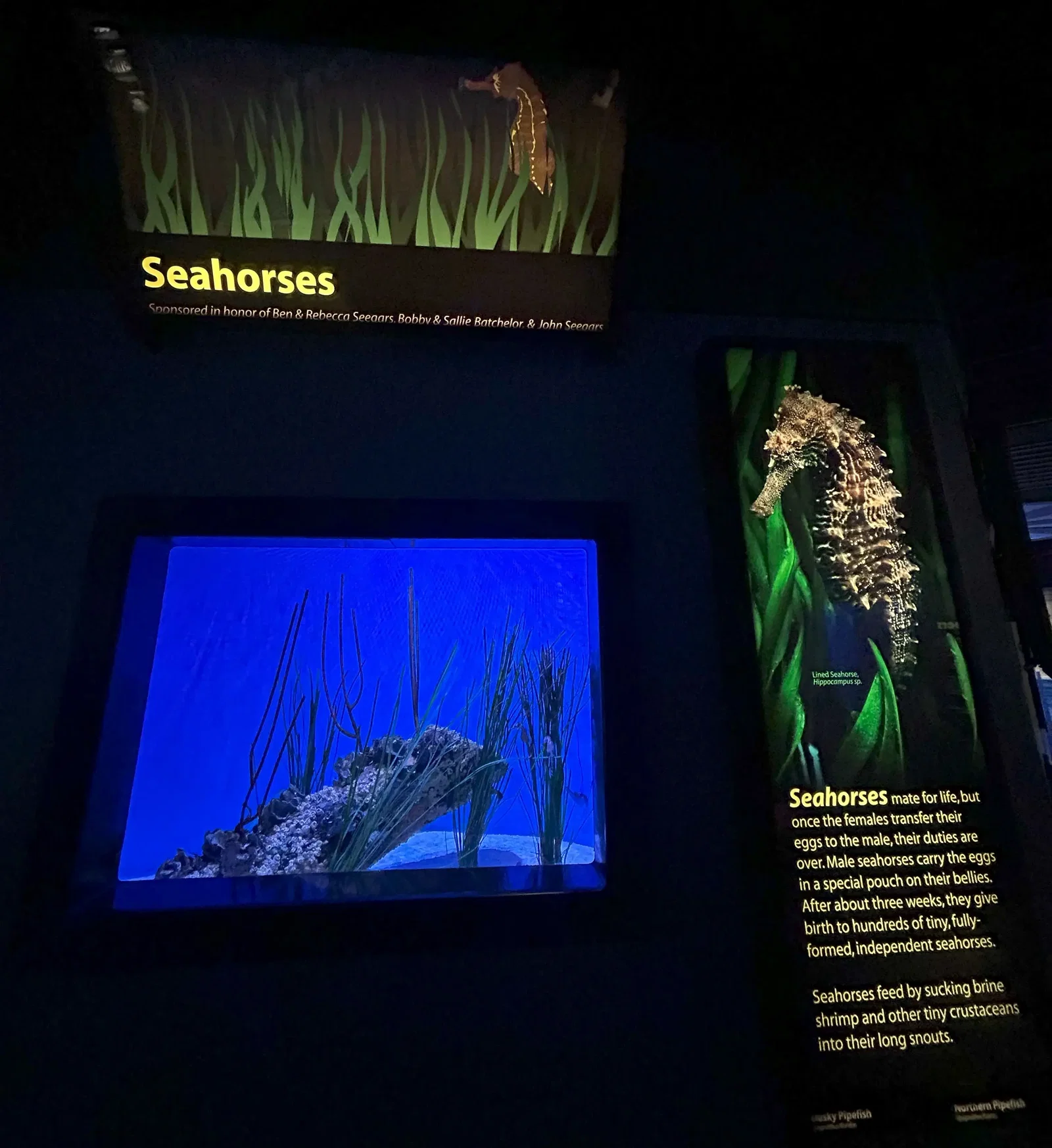 North Carolina Aquarium At Pine Knoll Shores • Aspi* Korner