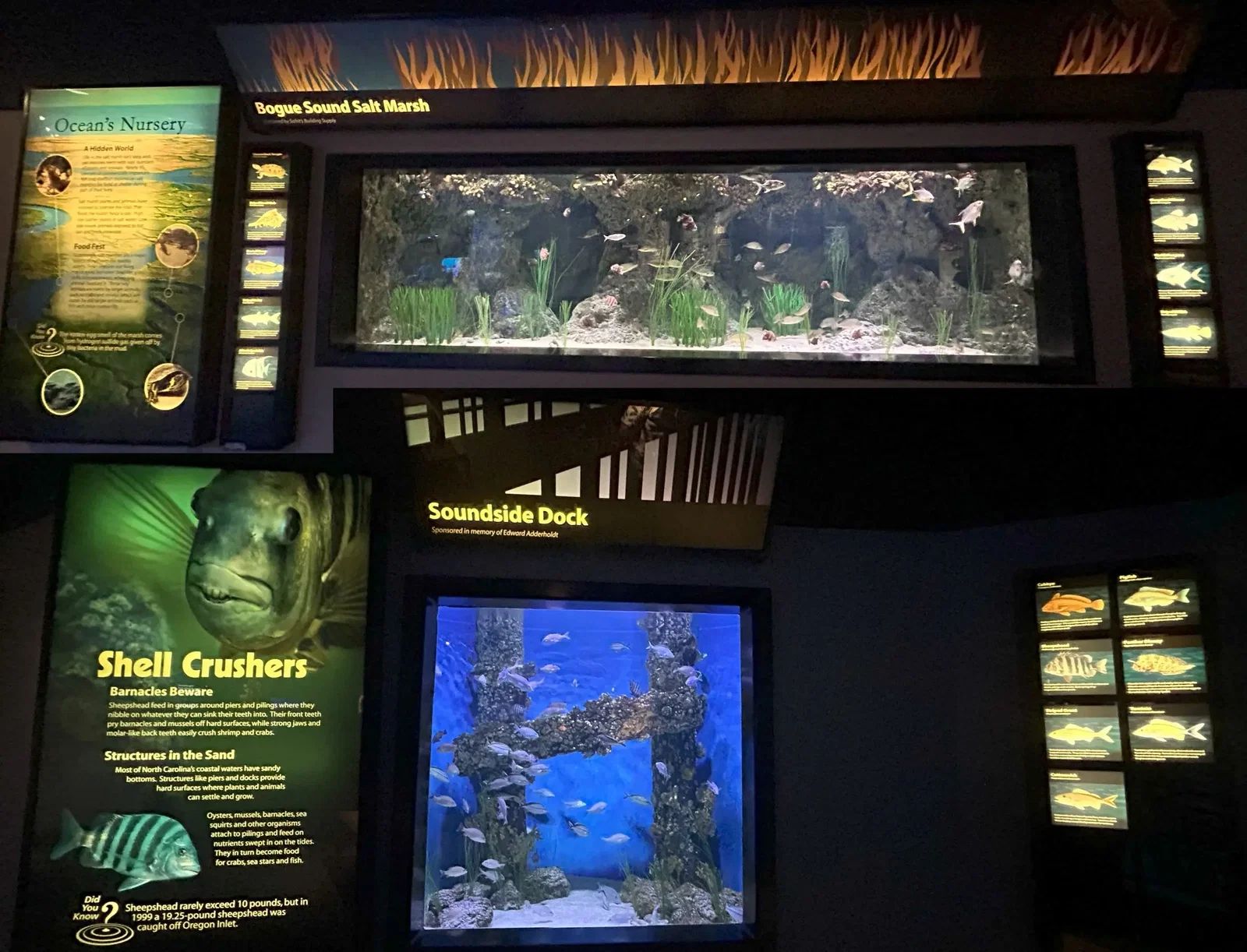 North Carolina Aquarium At Pine Knoll Shores • Aspi* Korner