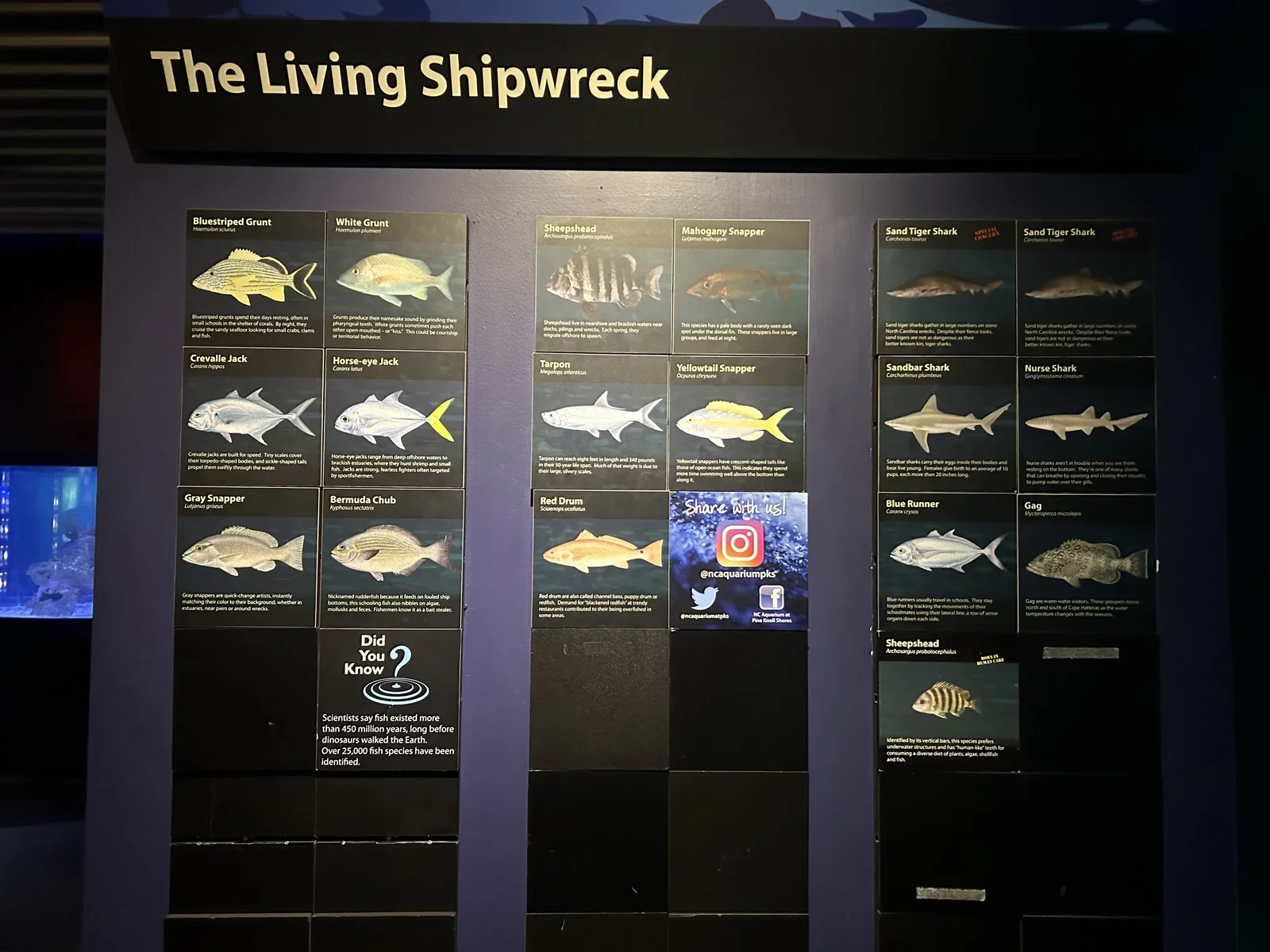 North Carolina Aquarium At Pine Knoll Shores • Aspi* Korner