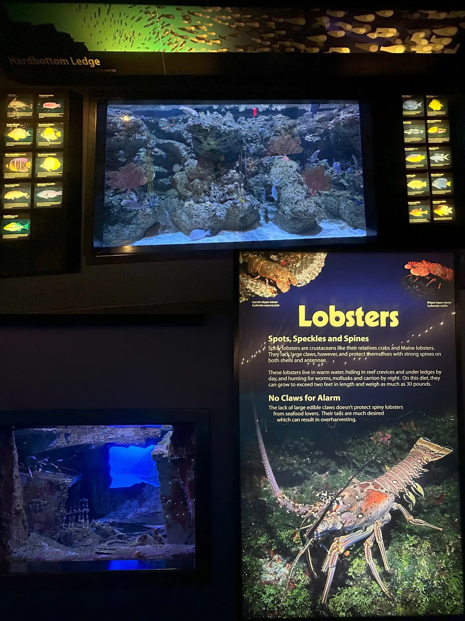 North Carolina Aquarium At Pine Knoll Shores • Aspi* Korner