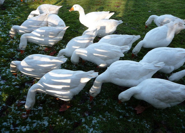 Weald and Downland Living Museum