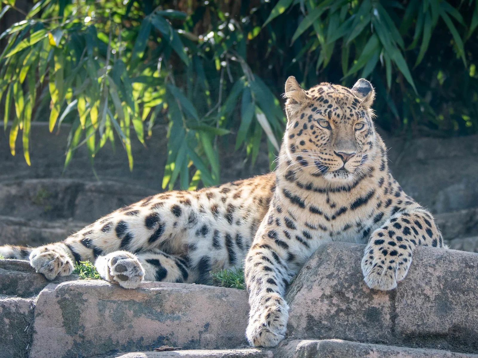 Zoo de Colchester