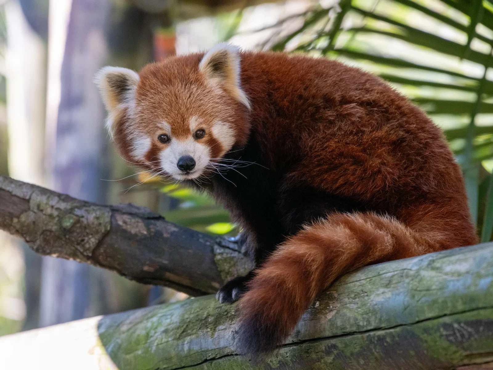 Zoo de Colchester